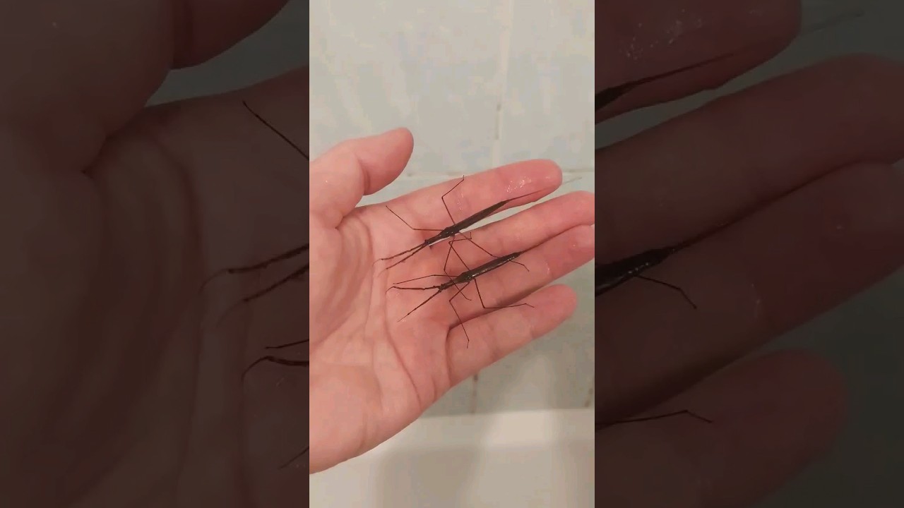 Ранатра звичайна Ranatra linearis клопи родини водяних скорпіонів