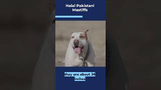 HALAL PAKISTANI MASTIFFS