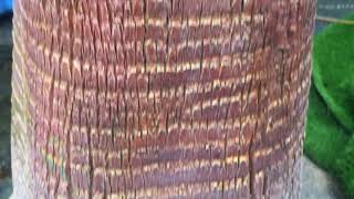 823801 Washington Fan Palm Tree