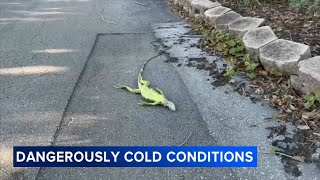 Cold-stunned iguanas fall from trees in frigid Florida temperatures