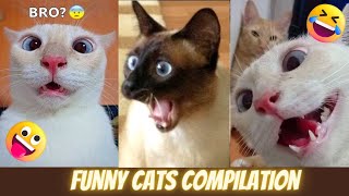 FUNNY CAT COMPILATION  Cutest Cat Videos Ever