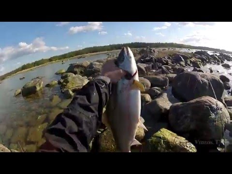How to kill a fish after you catch it