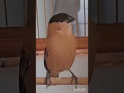 MEU DEUS ! OLHA O CANTO DESSE CABOCLINHO ! #bird #passaros #tiziu #caboclinho #coleiro