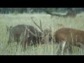 Rusa stags of North Queensland - Part 1