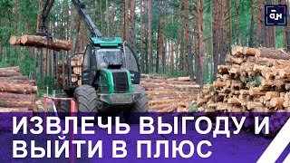 картинка: Во что сегодня перерабатывают буреломную древесину? Панорама
