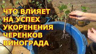 видео: Что влияет на успех укоренения черенков винограда картинка: Что влияет на успех укоренения черенков винограда