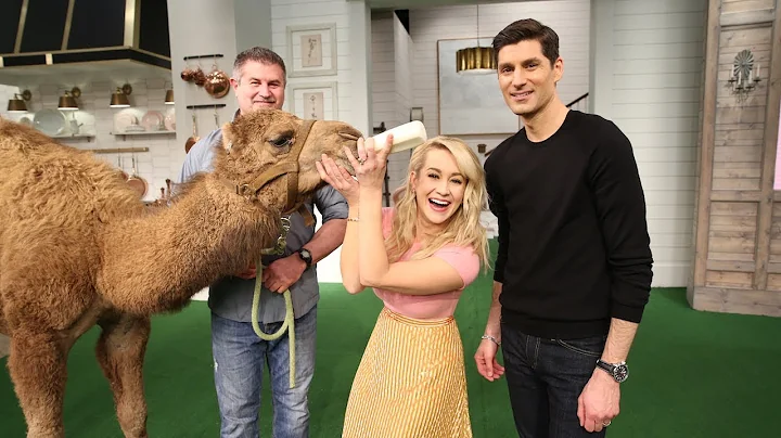 Meet Bumps the Baby Camel! - Pickler & Ben