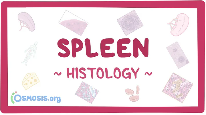 Spleen: Histology - DayDayNews