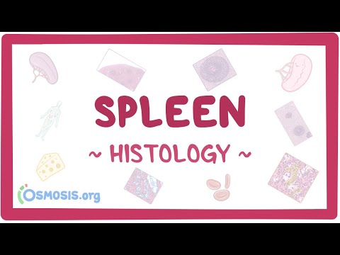 Spleen: Histology