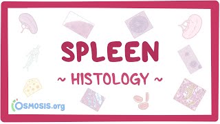 Spleen: Histology