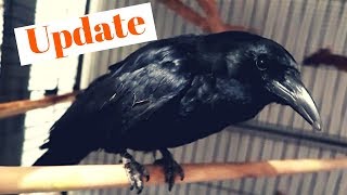 Bird update and Pie the magpie says his name
