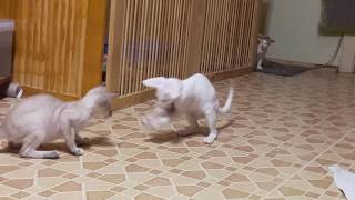 Siamese and oriental kittens by CatteryJubatus 809 views 6 years ago 2 minutes, 44 seconds