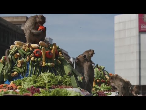 Vídeo: Festa Anual Para Macacos Na Tailândia - Matador Network