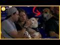 The story behind a dog's love for hot dogs