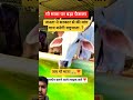 गौ माता पर बड़ा फैसला जनता का#shortvideo#viralvideo#trendingshorts#cow#public