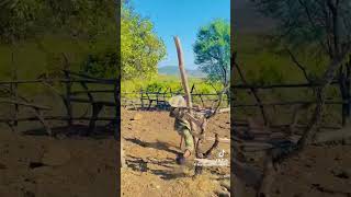 Jaiva Zimnike Ama Ak47 Msabungamazie Mfoka Mvelase Uyinsizwa Kobani