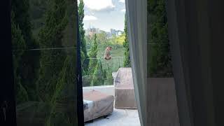 Bengal Cat Balances Uniquely on Porch Glass