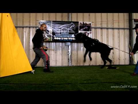 cane-corso-bite-work---dog-sport/ipo---cali-k9®-dog-training---san-jose