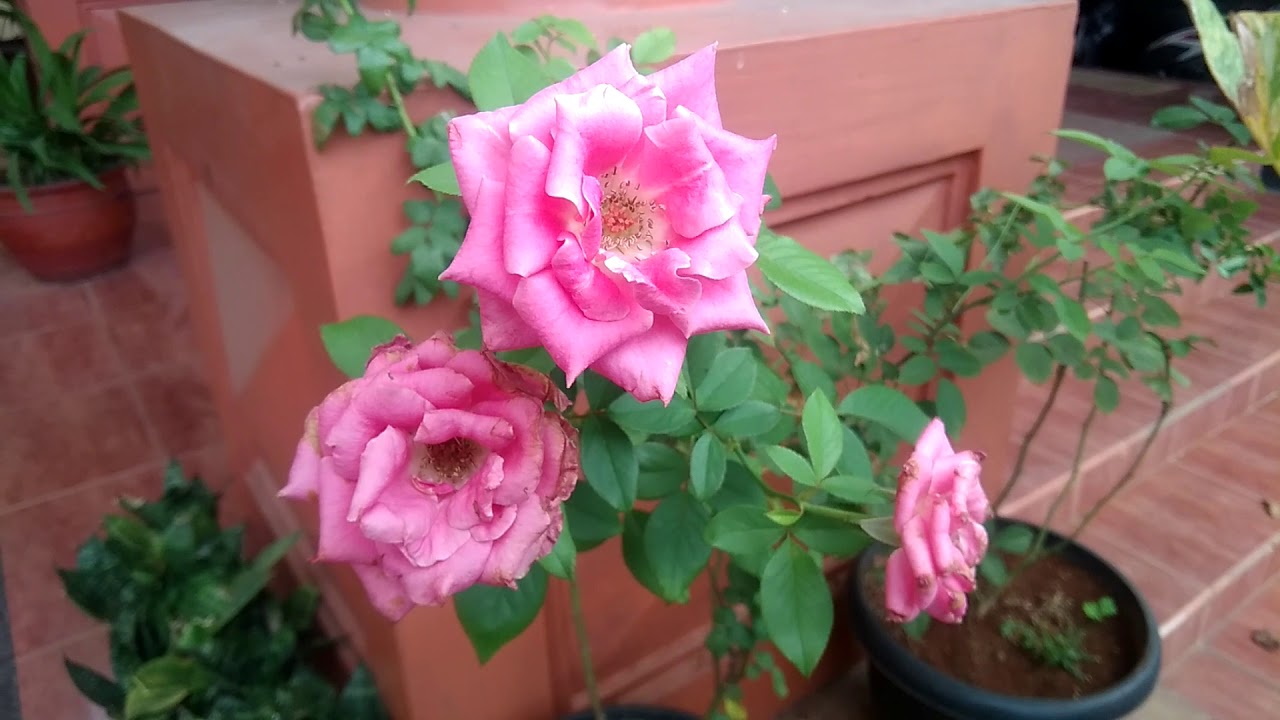 HD1080p Koleksi tanaman hias bunga Mawar (rose) warna ...