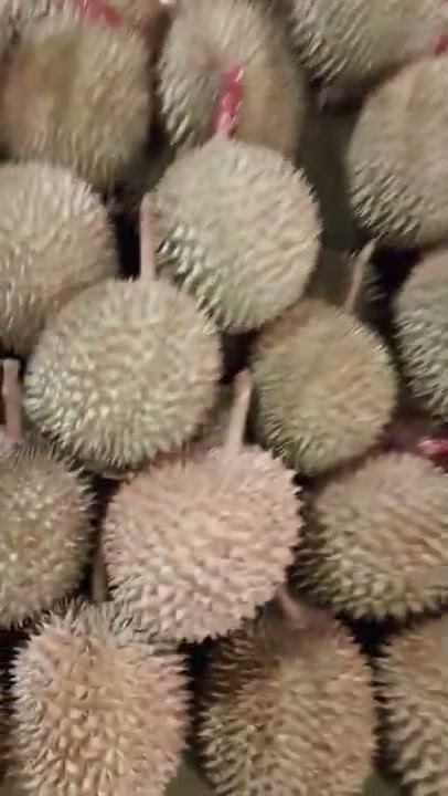 AWAS ADA SIMONTOK JAWA SUPER SUPER GEDE NIKMAT DAN LEJAT#viralvideo#shorts #viral