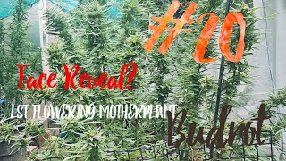 Face Reveal? Flower Harvest Northern Light's  Trim down and dealing with budrot #garden #organic