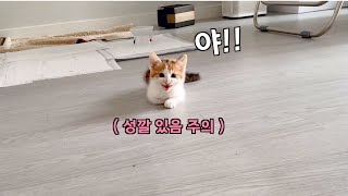 Reaction when I leave the kitten alone. by 지안스캣 Jian's Cat 138,013 views 8 months ago 5 minutes, 19 seconds