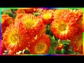 Роскошные хризантемы любимые цветы Хризантемы осенью🍂🌸🍁
