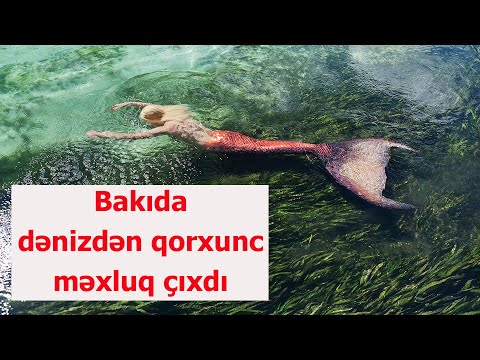 Bakıda dənizdən qəribə məxluq çıxdı