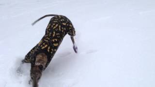 Mosley zoomies in his batman jammies