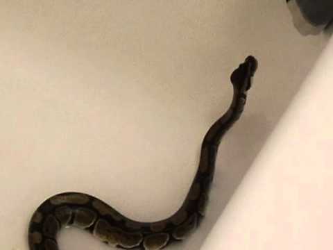 Ball Python Swimming in my Bathtub - YouTube