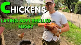 Why Are My Chickens Laying Soft Eggs | 5 Reasons Why | Keeping Chickens For Beginners UK screenshot 5