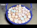 Farm Life | Satisfying harvesting chicken egg, duck egg, cook stir-fried meat with chives, clam soup