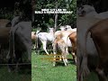 Cattle help the farm be self sustainable in Panama