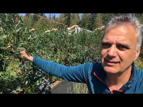 Video: How To Feed Blueberries In Spring? Spring Feeding Scheme. How To Fertilize Garden Blueberries In May For A Good Harvest? Fertilization In Early Spring