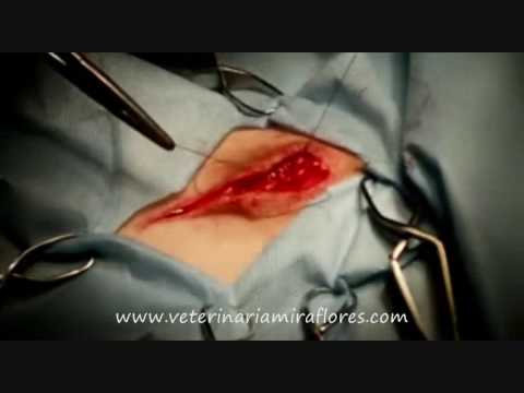 Video: Hernia Umbilical En Perros - Hernia De Perro