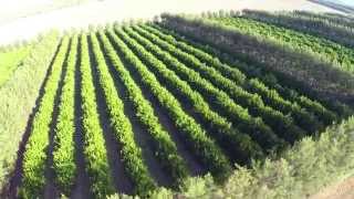 Fly Over Fruit Tree Farm - DJI f550 Multicopter Drone Aerial Video Footage GoPro Flying over a fruit Farm in Central Queensland Australia Emerald Drone Video