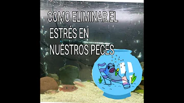 ¿Cómo calmar a un pez estresado?