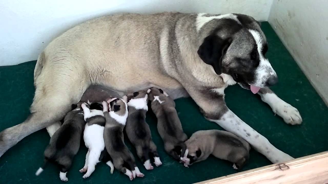 Rafeiros do Alentejo puppies ... part 2 - YouTube