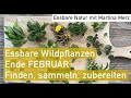 Essbare Wildpflanzen und -Kräuter Ende Februar. Bestimmen, sammeln, zubereiten & tolle Rezeptideen!