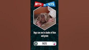 Thumbnail of Are Dogs Really Colorblind? #dogs #quiz #shorts