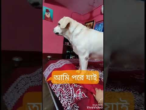 আমার পোচচচন্ড হাইট ফোবিয়া বাপু