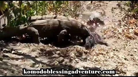 Komodo dragons eat a lively wild boar...