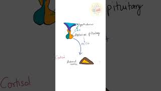 Download Lagu HPA axis | #physiology #medicine MP3 Download Lagu HPA axis | #physiology #medicine MP3
