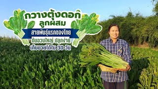 “ผักกวางตุ้งดอก” ผักปลูกง่าย แค่ 35 วันก็เก็บได้ ง่ายกว่านี้ไม่มีแล้ว! | เทคโนโลยีชาวบ้าน