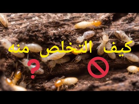 كيف قضاء النمل الأبيض شجرتي الجميلة
