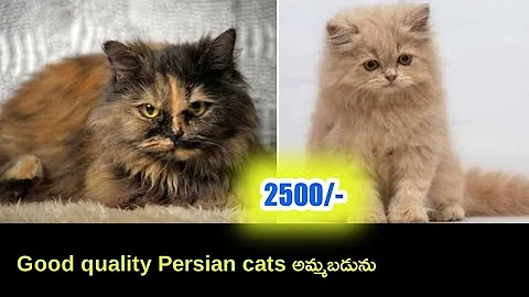 Video 11892471: persiancat cat pets, persian cat pets, quality persian cat