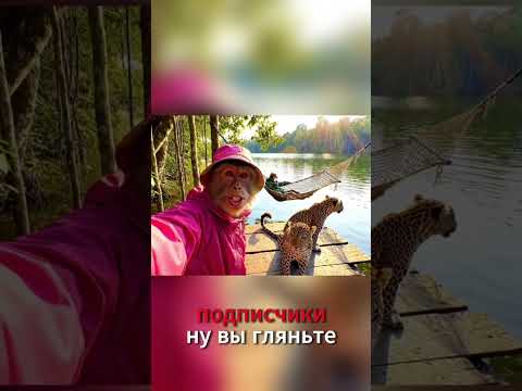 Котёнка Приручил😱👍