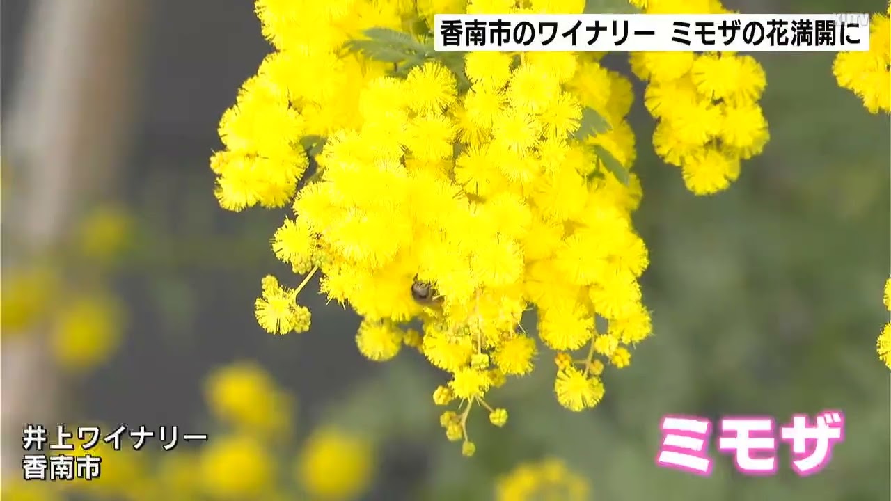 I'm happy that they bloomed more than expected