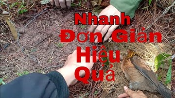 Chia sẻ cách bẫy gà rừng rất đơn giản mà siêu hiệu quả 100%