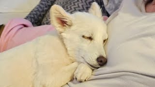 Caged dog is so happy to finally have a loving family